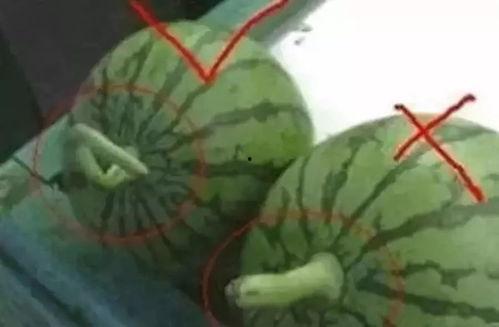 吃瓜群众挑瓜的方法,吃瓜群众挑瓜绝招大揭秘