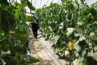 南乐乡村吃瓜群众视频大全,全民共享欢乐时光