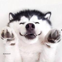 吃瓜群众母老虎视频大全,揭秘网络红人背后的故事