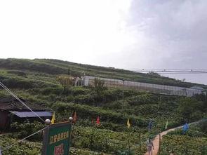 潍坊峡山吃瓜群众事件,网络舆论与公共事件的碰撞